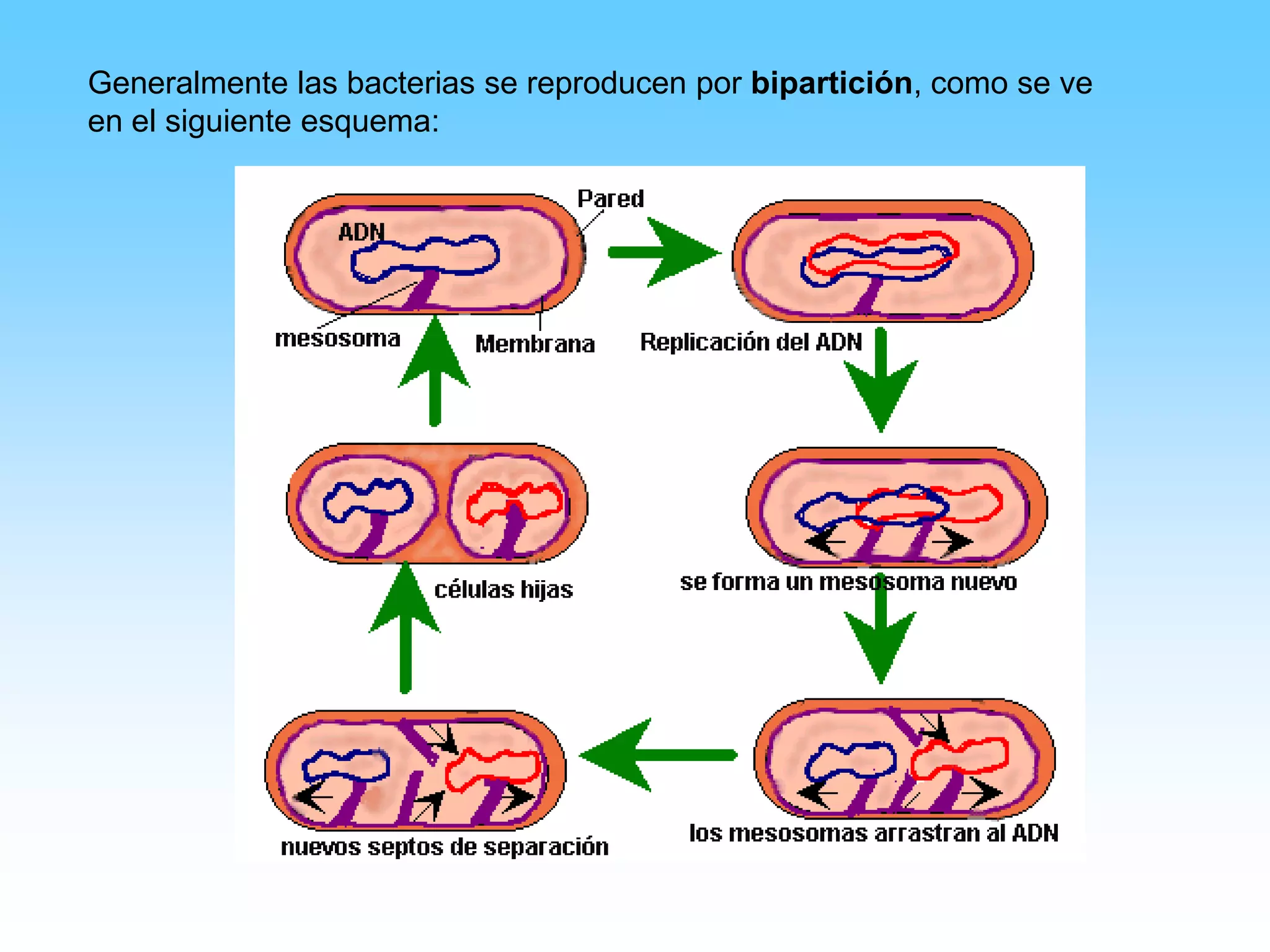 Caracteristicas Reino Monera | PPSX