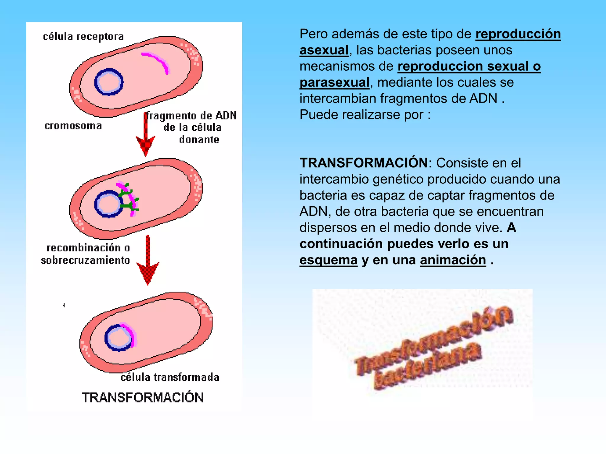 Caracteristicas Reino Monera | PPSX