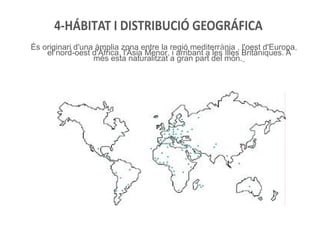 4-HÁBITAT I DISTRIBUCIÓ GEOGRÁFICA
És originari d'una àmplia zona entre la regió mediterrània , l'oest d'Europa,
    el nord-oest d'Àfrica, l'Àsia Menor, i arribant a les Illes Britàniques. A
                  més esta naturalitzat a gran part del món.
 
