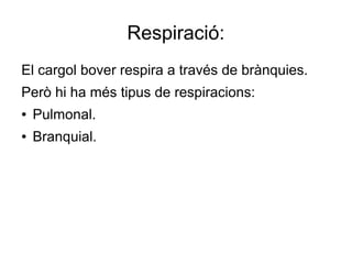 Respiració:
El cargol bover respira a través de brànquies.
Però hi ha més tipus de respiracions:
●   Pulmonal.
●   Branquial.
 