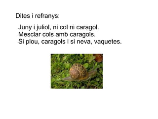 Dites i refranys:
 Juny i juliol, ni col ni caragol.
 Mesclar cols amb caragols.
 Si plou, caragols i si neva, vaquetes.
 