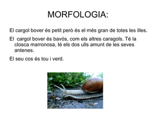 MORFOLOGIA:
El cargol bover és petit però és el més gran de totes les illes.
El cargol bover és bavós, com els altres caragols. Té la
  closca marronosa, té els dos ulls amunt de les seves
  antenes.
El seu cos és tou i verd.
 