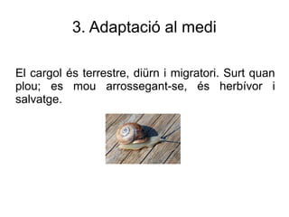 3. Adaptació al medi

El cargol és terrestre, diürn i migratori. Surt quan
plou; es mou arrossegant-se, és herbívor i
salvatge.
 
