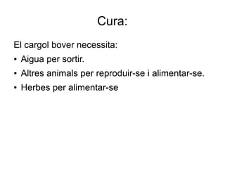 Cura:
El cargol bover necessita:
●   Aigua per sortir.
●   Altres animals per reproduir-se i alimentar-se.
●   Herbes per alimentar-se
 