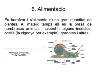 6. Alimentació
És herbívor i s'alimenta d'una gran quantitat de
plantes. Al mateix temps ell és la presa de
nombrosos animals, incloent-hi alguns insectes,
ocells (la cigonya per exemple), granotes i altres.



  APARELL DIGESTIU
    D'UN CARGOL
 