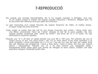 7-REPRODUCCIÓ

EIs cargols són animals Hermafrodites. No hi ha cargols mascles ni femelles, sinó que
   en un mateix cargol hi trobem els òrgans sexuals masculins i femenins. Malgrat això, no
   es fecunden ells mateixos sinó que calen dos individus:
La part masculina d’un cargol fecunda els òrgans femenins de l'altre, al mateix temps,
   el segon cargol fecunda el primer.
Cada cargol al costat dret del coll té una bossa muscular que s'obre i deixa sortir com
   una fletxa anomenada "dard de 1’amor" dirigida al coll de la seva parella. Els dos
   cargols queden enganxats pels "dards de l'amor"·i pot durar de 10 a 12 hores. Un cop
   efectuada la còpula es separen.
Passats uns 15 o 20 dies el cargol pondrà ous (uns 60 a 100 ous). Per prendre els ous el
   cargol busca un lloc una mica humit i net. Fa un forat aterra d’una mida semblant a la
   seva conquilla i d'una profunditat de 4 ó 5 cm i tira els ous que els treu pel mateix forat
   del coll. Després per protegir-los i toma a ficar terra i bava a sobre. Els ous són rodons
   blancs i transparents. Passats uns 15 o 20 dies sortiran uns caragolets petits i
   transparents.Tenen tanta gana que primer es mengen la seva closca. S'estan uns dies
   sota terra menjant i finalment surten sols.
 
