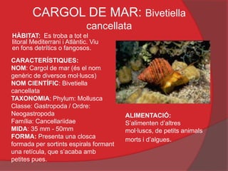 CARGOL DE MAR: Bivetiella
                              cancellata
HÀBITAT: Es troba a tot el
litoral Mediterrani i Atlàntic. Viu
en fons detrítics o fangosos.
CARACTERÍSTIQUES:
NOM: Cargol de mar (és el nom
genèric de diversos mol·luscs)
NOM CIENTÍFIC: Bivetiella
cancellata
TAXONOMIA: Phylum: Mollusca
Classe: Gastropoda / Ordre:
Neogastropoda                           ALIMENTACIÓ:
Família: Cancellariidae                 S’alimenten d’altres
MIDA: 35 mm - 50mm                      mol·luscs, de petits animals
FORMA: Presenta una closca              morts i d’algues.
formada per sortints espirals formant
una retícula, que s’acaba amb
petites pues.
 