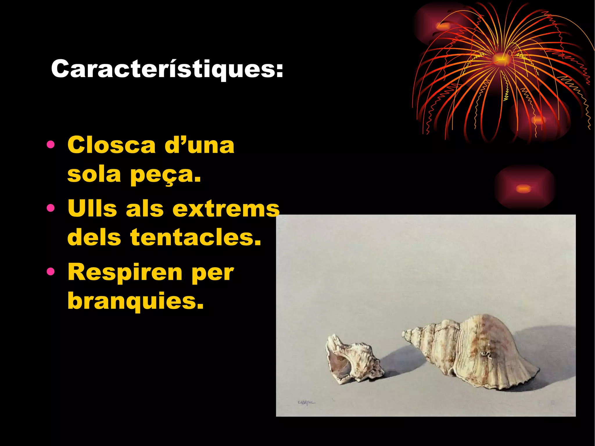 Característiques: Closca d’una sola peça. Ulls als extrems dels tentacles. Respiren per branquies. 