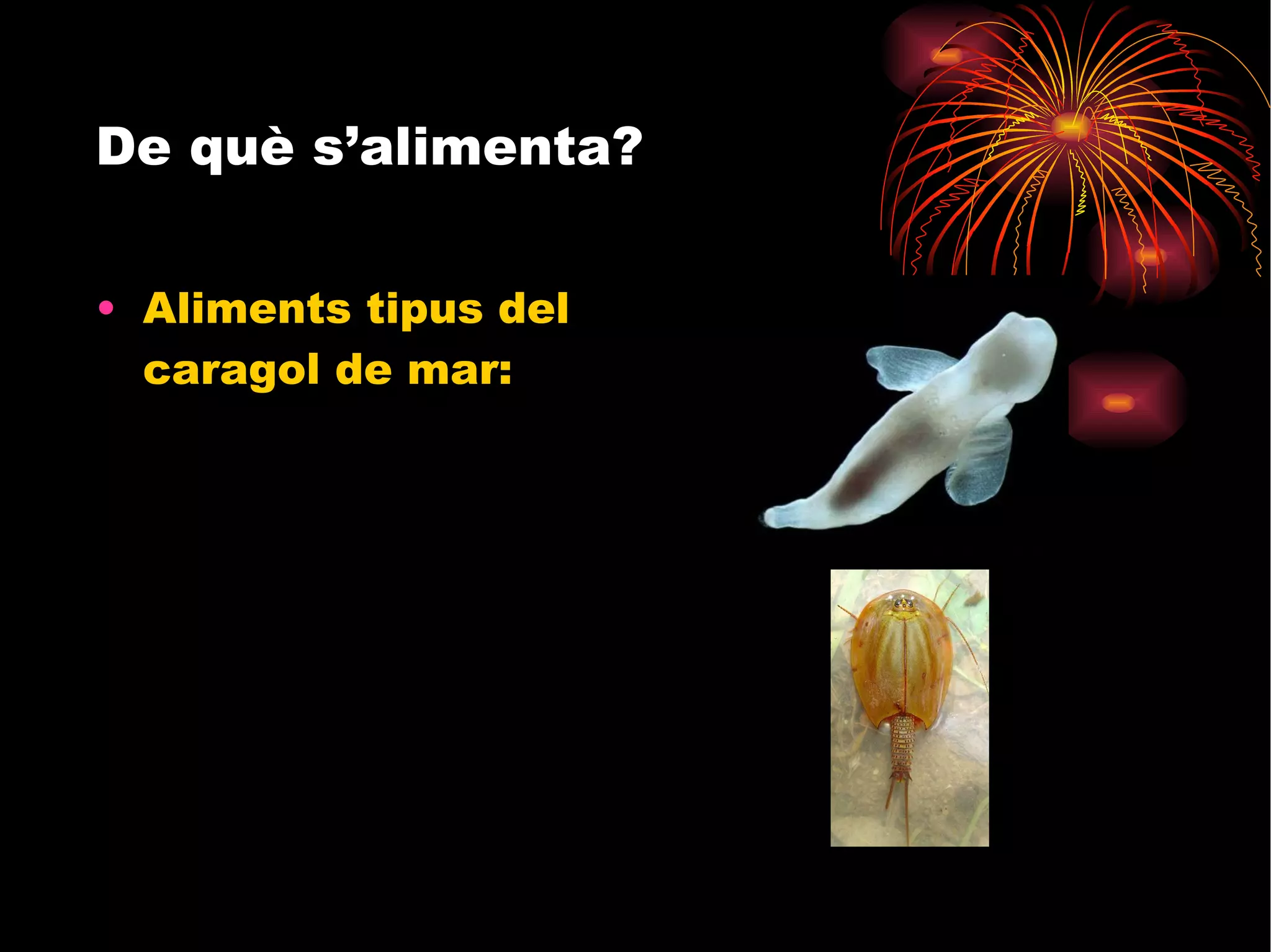 De què s’alimenta? Aliments tipus del caragol de mar: 