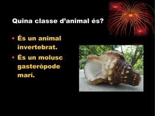 Quina classe d’animal és?  És un animal invertebrat. És un molusc gasteròpode marí. 