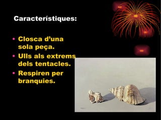 Característiques: Closca d’una sola peça. Ulls als extrems dels tentacles. Respiren per branquies. 