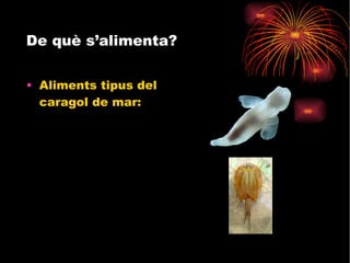 De què s’alimenta? Aliments tipus del caragol de mar: 