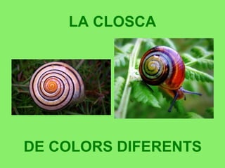 LA CLOSCA
DE COLORS DIFERENTS
 