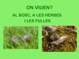 ON VIUEN?
AL BOSC, A LES HERBES
I LES FULLES
 