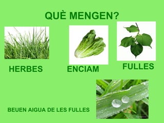QUÈ MENGEN?
HERBES FULLESENCIAM
BEUEN AIGUA DE LES FULLES
 