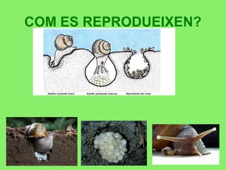 COM ES REPRODUEIXEN?
 