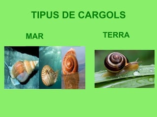 TIPUS DE CARGOLS
MAR TERRA
 