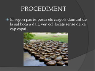 PROCEDIMENT
 El segon pas és posar els cargols damunt de
la sal boca a dalt, ven col·locats sense deixa
cap espai.
 