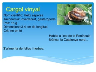 Cargol vinyal
Nom científic: Helix aspersa
Taxonomia: invertebrat, gasteròpode
Pes: 15 g
Dimensions:3-4 cm de longitud
Crit: no en té
                                 Habita a l’est de la Península
                                 Ibèrica, la Catalunya nord...

S’alimenta de fulles i herbes.
 