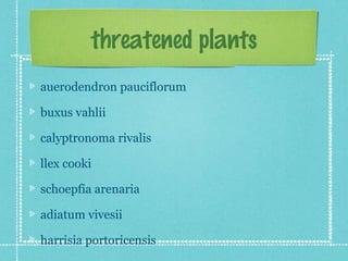 threatened plants
auerodendron pauciflorum

buxus vahlii

calyptronoma rivalis

llex cooki

schoepfia arenaria

adiatum vivesii

harrisia portoricensis
 
