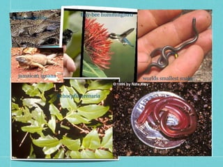 tiny-bee hummingbird
cuban crocodile




   jamaican iguana                                   worlds smallest snake


                     Schoepfia arenaria
 