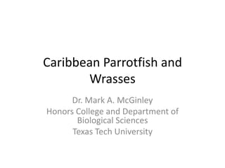 Caribbean Parrotfish and
       Wrasses
      Dr. Mark A. McGinley
Honors College and Department of
       Biological Sciences
      Texas Tech University
 