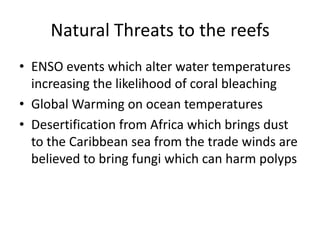 Natural Threats to the reefs
• ENSO events which alter water temperatures
increasing the likelihood of coral bleaching
• Global Warming on ocean temperatures
• Desertification from Africa which brings dust
to the Caribbean sea from the trade winds are
believed to bring fungi which can harm polyps
 