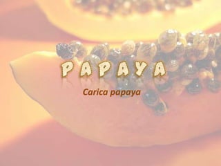 Carica papaya
 