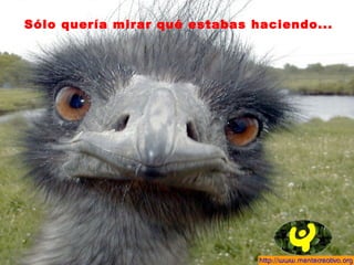 Sólo quería mirar qué estabas haciendo...
 