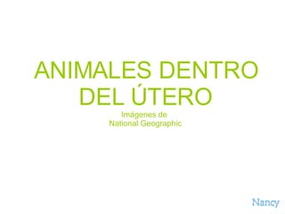 ANIMALES DENTRO DEL ÚTERO Imágenes de  National Geographic 