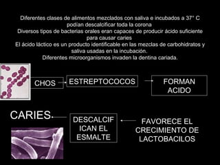 CHOS ESTREPTOCOCOS FORMAN ACIDO FAVORECE EL CRECIMIENTO DE LACTOBACILOS DESCALCIFICAN EL ESMALTE CARIES Diferentes clases de alimentos mezclados con saliva e incubados a 37° C podían descalcificar toda la corona  Diversos tipos de bacterias orales eran capaces de producir ácido suficiente para causar caries  El ácido láctico es un producto identificable en las mezclas de carbohidratos y saliva usadas en la incubación.  Diferentes microorganismos invaden la dentina cariada. 