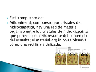 


Está compuesto de:
96% mineral, compuesto por cristales de
hidroxiapatita, hay una red de material
orgánico entre los cristales de hidroxiapatita
que pertenecen al 4% restante del contenido
del esmalte; el material orgánico se observa
como una red fina y delicada.

 