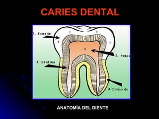 CARIES DENTAL ANATOMÍA DEL DIENTE 