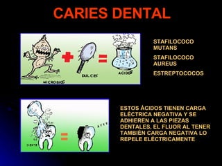 CARIES DENTAL STAFILOCOCO MUTANS STAFILOCOCO AUREUS ESTREPTOCOCOS ESTOS ÁCIDOS TIENEN CARGA ELÉCTRICA NEGATIVA Y SE ADHIEREN A LAS PIEZAS DENTALES, EL FLUOR AL TENER TAMBIÉN CARGA NEGATIVA LO REPELE ELÉCTRICAMENTE 