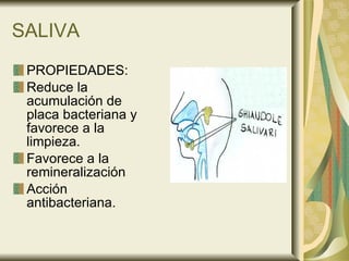SALIVA PROPIEDADES: Reduce la acumulación de placa bacteriana y favorece a la limpieza. Favorece a la remineralización Acción antibacteriana. 