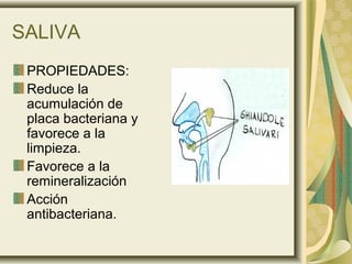 SALIVA
 PROPIEDADES:
 Reduce la
 acumulación de
 placa bacteriana y
 favorece a la
 limpieza.
 Favorece a la
 remineralización
 Acción
 antibacteriana.
 
