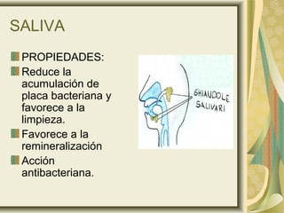 SALIVA
PROPIEDADES:
Reduce la
acumulación de
placa bacteriana y
favorece a la
limpieza.
Favorece a la
remineralización
Acción
antibacteriana.
 