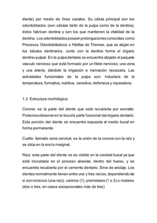 diente) por medio de finos canales. Su célula principal son los
odontoblastos (son células tanto de la pulpa como de la dentina),
éstos fabrican dentina y son los que mantienen la vitalidad de la
dentina. Los odontoblastosposeenprolongaciones conocidas como
Procesos Odontoblásticos o fribillas de Thomes, que se alojan en
los túbulos dentinarios. Junto con la dentina forma el órgano
dentino-pulpar. En la pulpa dentaria se encuentra alojado el paquete
vasculo nervioso que está formado por un filete nervioso, una vena
y una arteria, dándole la irrigación e inervación necesaria. Las
actividades funcionales de la pulpa son: Inductora de la
temperatura, formativa, nutritiva, sensitiva, defensiva y reparadora.
1.3 Estructura morfológica:
Corona: es la parte del diente que está recubierta por esmalte.
Podemosobservaren la bocala parte funcional del órgano dentario.
Esta porción del diente se encuentra expuesta al medio bucal en
forma permanente.
Cuello: llamado zona cervical, es la unión de la corona con la raíz y
se sitúa en la encía marginal.
Raíz: esta parte del diente no es visible en la cavidad bucal ya que
está incrustada en el proceso alveolar, dentro del hueso, y se
encuentra recubierta por el cemento dentario. Sirve de anclaje. Los
dientes normalmente tienen entre una y tres raíces,dependiendo de
si son incisivos (una raíz), caninos (1), premolares (1 o 2) o molares
(dos o tres, en casos excepcionales más de tres)
 