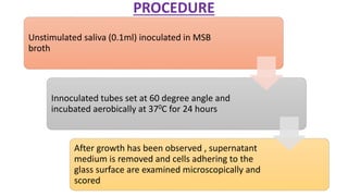 PROCEDURE
Unstimulated saliva (0.1ml) inoculated in MSB
broth
Innoculated tubes set at 60 degree angle and
incubated aerobically at 370C for 24 hours
After growth has been observed , supernatant
medium is removed and cells adhering to the
glass surface are examined microscopically and
scored
 
