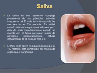 SalivaLa saliva es una secreción compleja proveniente de las glándulas salivales mayores en el 93% de su volumen y de las menores en el 7% restante. Es estéril cuando sale de las glándulas salivales, pero deja de serlo inmediatamente cuando se mezcla con el fluido crevicular, restos de alimentos, microorganismos, células descamadas de la mucosa oral, etcEl 99% de la saliva es agua mientras que el 1% restante está constituido por moléculas orgánicas e inorgánicas. 