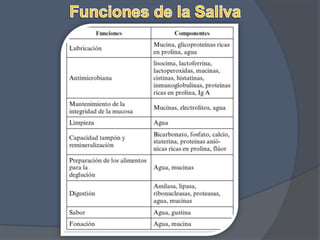 Funciones de la Saliva