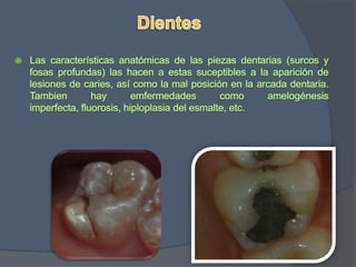 DientesLas características anatómicas de las piezas dentarias (surcos y fosas profundas) las hacen a estas suceptibles a la aparición de lesiones de caries, así como la mal posición en la arcada dentaria. Tambien hay emfermedades como amelogénesis imperfecta, fluorosis, hiploplasia del esmalte, etc.  