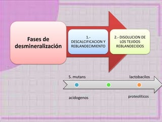Fases de
desmineralización
1.-
DESCALCIFICACION Y
REBLANDECIMIENTO
2.- DISOLUCION DE
LOS TEJIDOS
REBLANDECIDOS
S. mutans
acidogenos
lactobacilos
proteolíticos
 