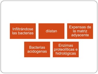 Infiltrándose
las bacterias
dilatan
Expensas de
la matriz
adyacente
Bacterias
acidogenas
Enzimas
proteolíticas e
hidrológicas
 