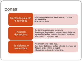 zonas
• Formada por residuos de alimentos y dentina
reblandecida
• Coloración parda
Reblandecimiento
o necrótica
• La dentina conserva su estructura
• los túbulos dentinarios presentan ligera dilatación,
ensanchamiento e invasión de microorganismos.
• Color pardo, pero mas clara.
Invasión
destructiva
• Coloración nula o casi nula.
• Las fibras de thomes se han retraído dentro de los
túbulos (protección a la pulpa).
• Colocando nódulos de neodentina.
de defensa o
esclerótica
 