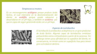 Streptococcus mutans
Es un microorganismo acidógeno porque produce ácido
láctico, el cual interviene en la desmineralización del
diente; es acidófilo porque puede sobrevivir y
desarrollarse en un pH bajo, y también es acidúrico por
que es capas de seguir generando ácido con un pH bajo.
CARIES DENTAL 10
Especies de Lactobacillus
El lactobacilo (Lactobacillus acidophilus) es un gran productor
de ácido láctico. Algunas cepas de lactobacilos sintetizan
polisacáridos extra e intracelulares a partir de la sacarosa. Sin
embargo tienen poca afinidad por la superficie del diente; en
consecuencia, no inician caries en superficies lisas pero tienen
gran actividad en dentina.
 