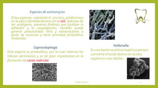 Especies de actinomyces
Estas especies, sobretodo A. viscosus, predominan
en la placa dentobacteriana de la raíz. Además de
ser acidógeno, presenta fimbrias que facilitan la
adhesión y la coagregación; también puede
generar polisacáridos intra y extracelulares a
partir de sacarosa y tiene actividad proteolítica
moderada.
CARIES DENTAL 11
Capnocitophaga
Esta especie es proteolítica, por lo cual coloniza los
túbulos dentinarios y es de gran importancia en la
formación de caries radicular.
Veillonella
Es una bacteria anticariogénica porque
convierte el ácido láctico en ácidos
orgánicos más débiles.
 