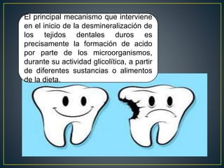 El principal mecanismo que interviene
en el inicio de la desmineralización de
los tejidos dentales duros es
precisamente la formación de acido
por parte de los microorganismos,
durante su actividad glicolítica, a partir
de diferentes sustancias o alimentos
de la dieta.
 