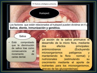 Huésped:
Los factores que están relacionados al huésped pueden dividirse en 4 grupos:
Saliva, diente, inmunización y genética.
• Está comprobado
que la disminución
de saliva trae como
consecuencia el
incremento de
caries dental.
La acción de la saliva promueve el
desarrollo de la micro flora, mediante
dos efectos principales:
antimicrobianos (Excluyendo
microorganismos patógenos y
manteniendo la flora normal) y
nutricionales (estimulando su
crecimiento mediante el aporte de
nutrientes para los microorganismos,
atreves de las glucoproteínas)
Saliva
 