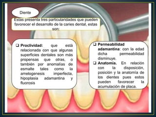 Diente
Estas presenta tres particularidades que pueden
favorecer el desarrollo de la caries dental, estas
son:
 Proclividad: que está
relacionada con que algunas
superficies dentales son más
propensas que otras, o
también por anomalías de
esmalte tales como la
amelogenesis imperfecta,
hipoplasia adamantina y
fluorosis
 Permeabilidad
adamantina: con la edad
dicha permeabilidad
disminuye.
 Anatomía. En relación
con la disposición,
posición y la anatomía de
los dientes pues estos
pueden favorecer la
acumulación de placa.
 
